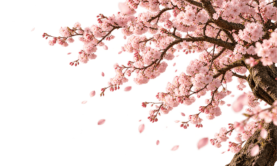 Cerezo derecho