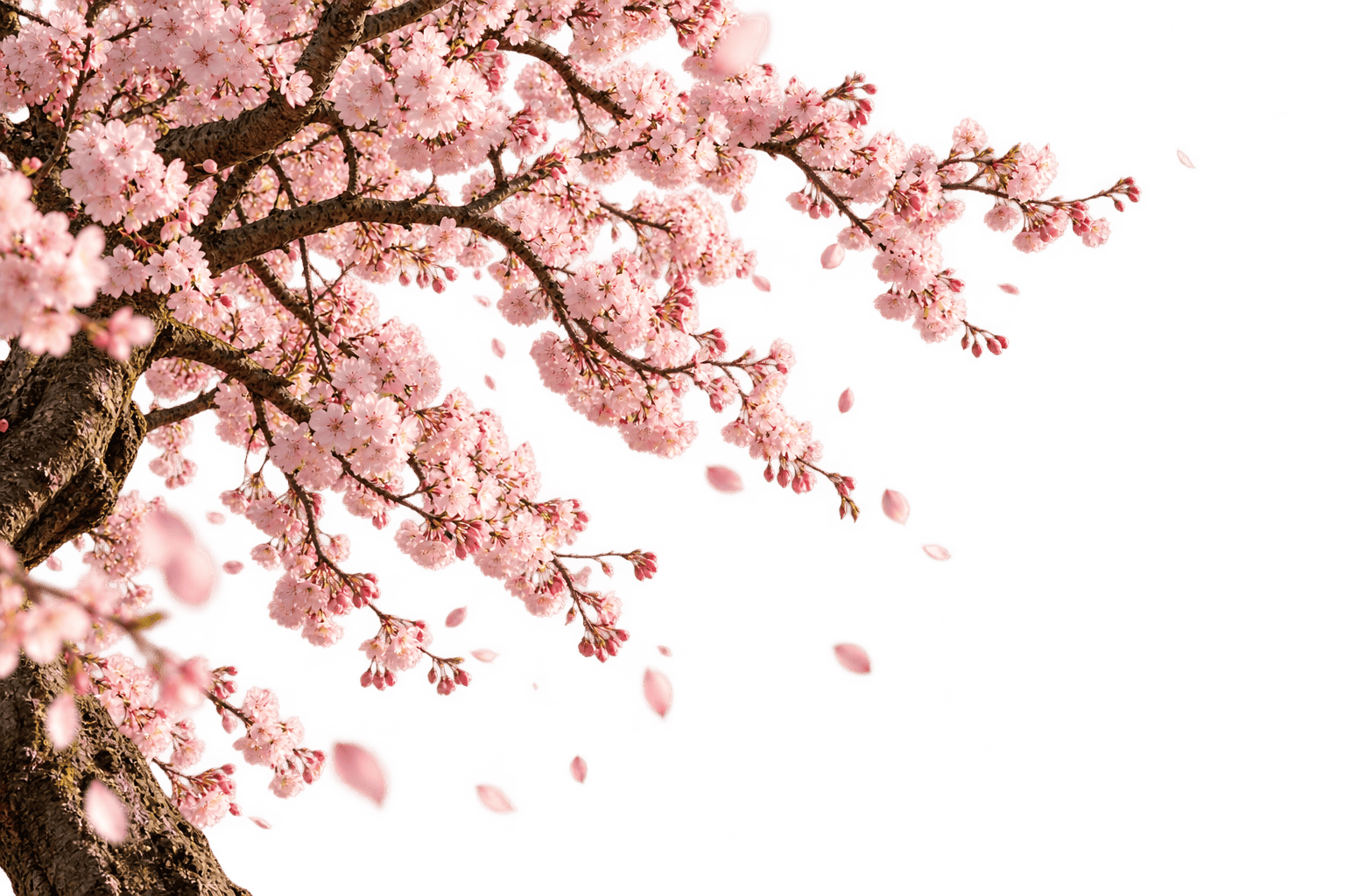 Cerezo izquierdo